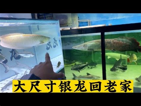 銀帶怎麼養|【銀帶魚好養嗎】最正確的銀龍魚飼養方法 